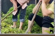 娱乐八卦吃瓜群众,揭秘明星幕后故事，吃瓜群众狂欢时刻